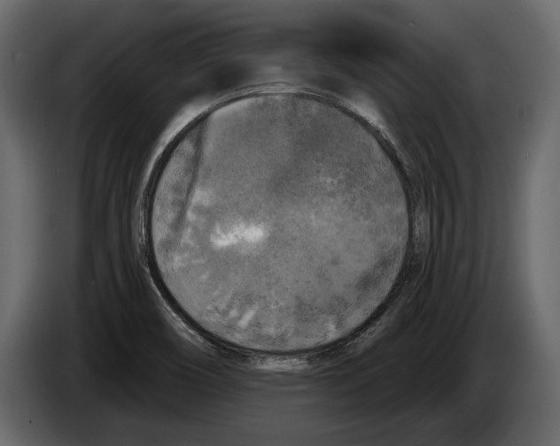 X0000084561466200703231748