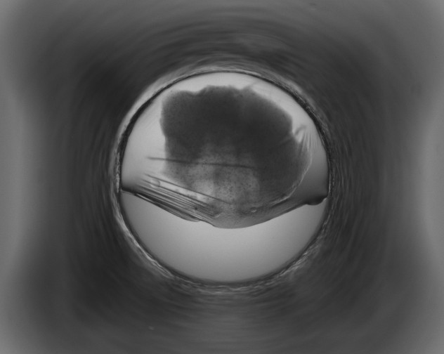 X0000084561522200703231747