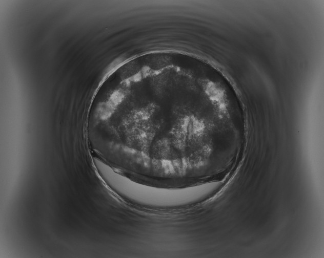 X0000084561529200703231747