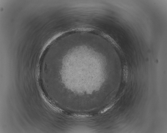 X0000084570726200703091810