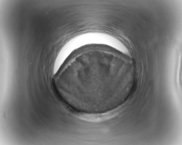 X0000084570029200703161730