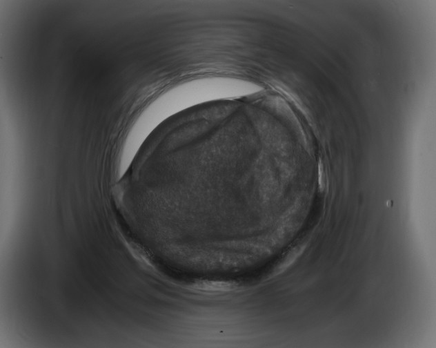 X0000084570205200703231829