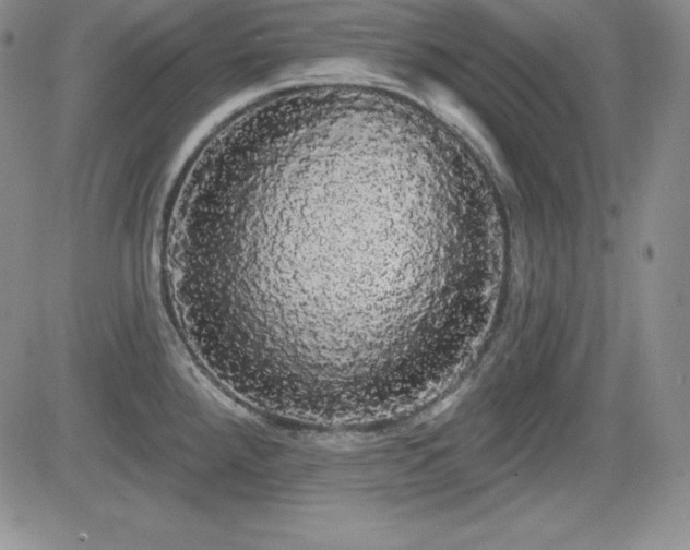 X0000084581288200702231246