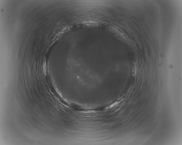 X0000084581298200702231245