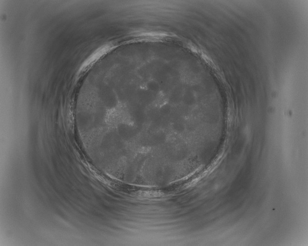X0000084581354200702231245