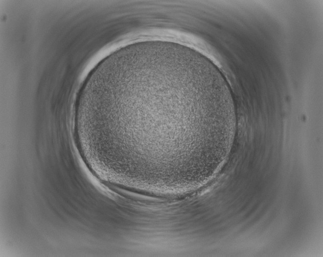 X0000084581523200702231242