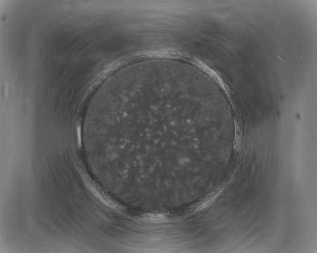 X0000084580061200703021541