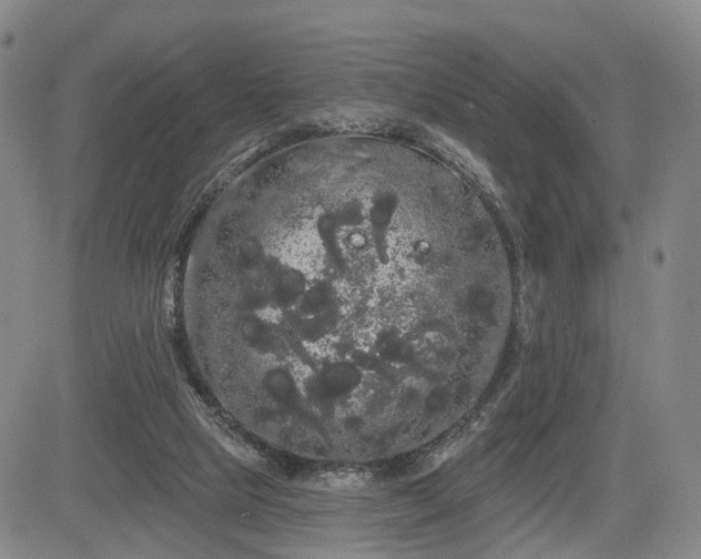 X0000084580065200703021541