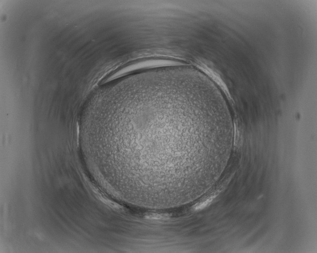X0000084580109200703021541
