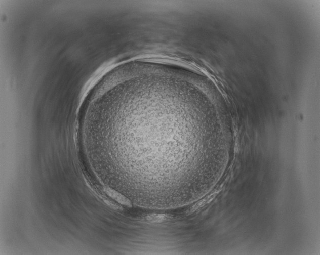 X0000084580152200703021539