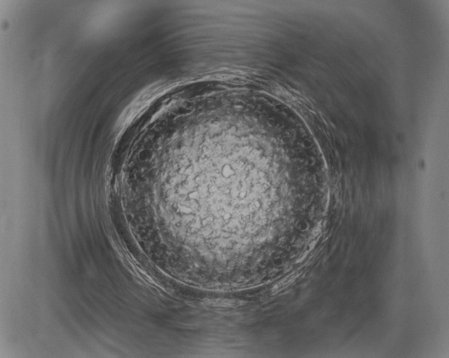 X0000084580242200703021537