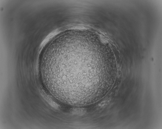X0000084580296200703021537
