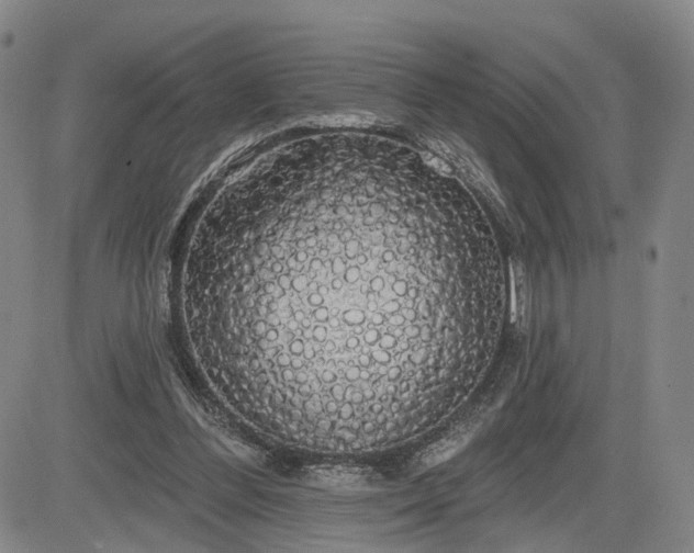 X0000084580300200703021537