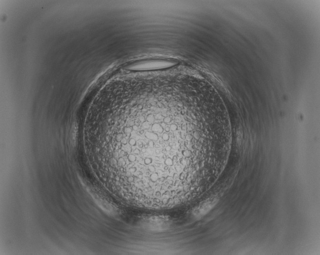 X0000084580304200703021537