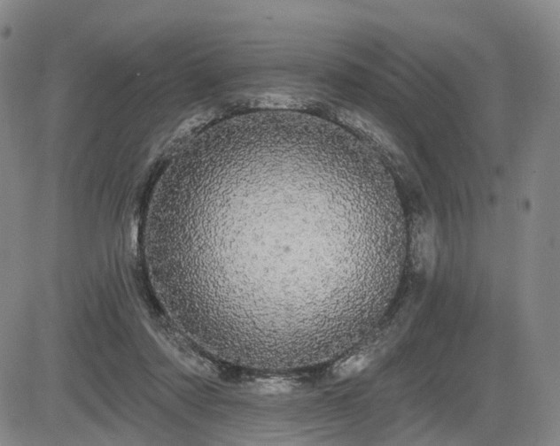 X0000084580310200703021537