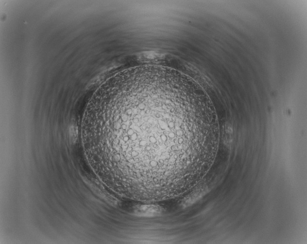 X0000084580324200703021537