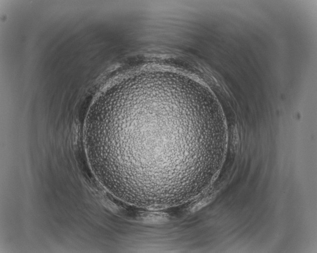 X0000084580463200703021535