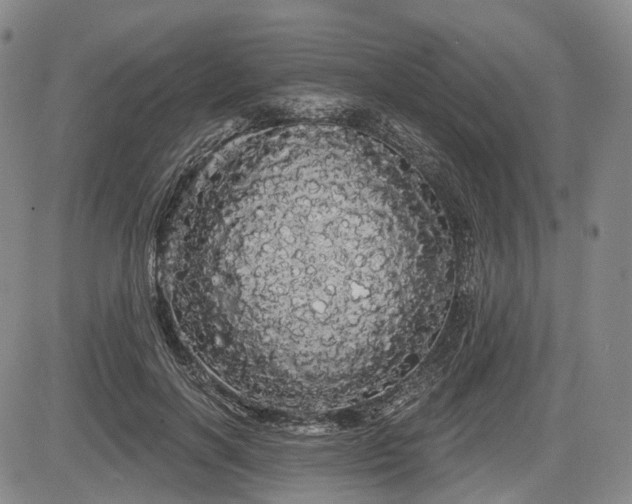 X0000084580646200703021531
