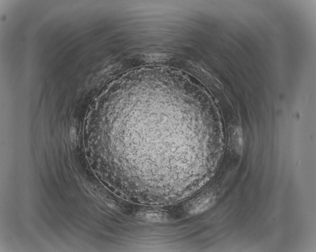 X0000084580655200703021531