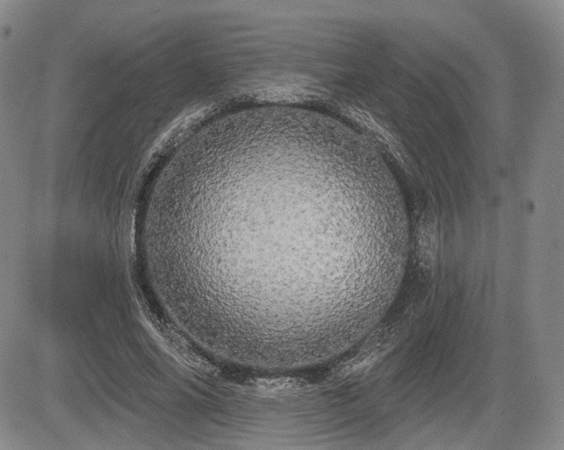 X0000084580686200703021530