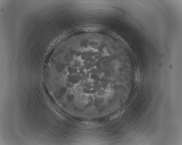 X0000084580733200703021529