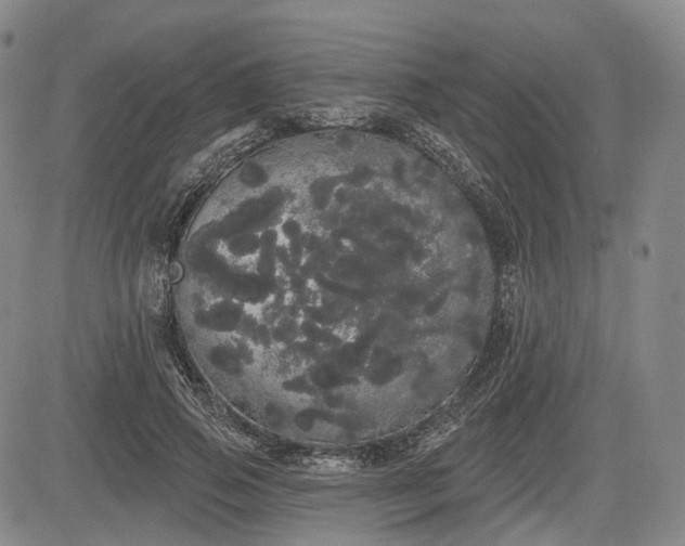 X0000084580741200703021529