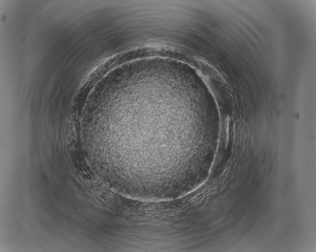X0000084580776200703021529