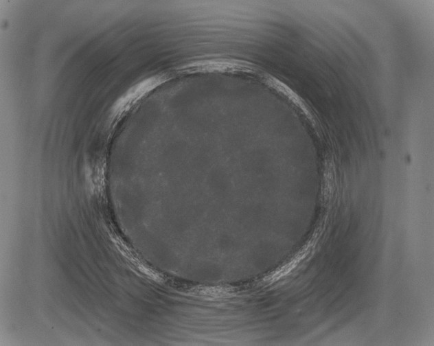 X0000084580778200703021529