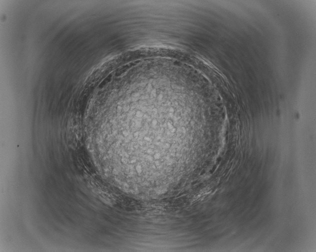 X0000084580870200703021527