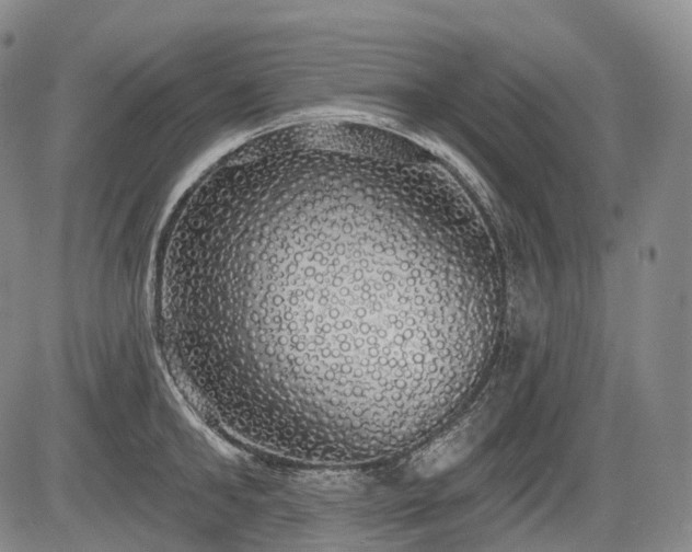 X0000084580902200703021526