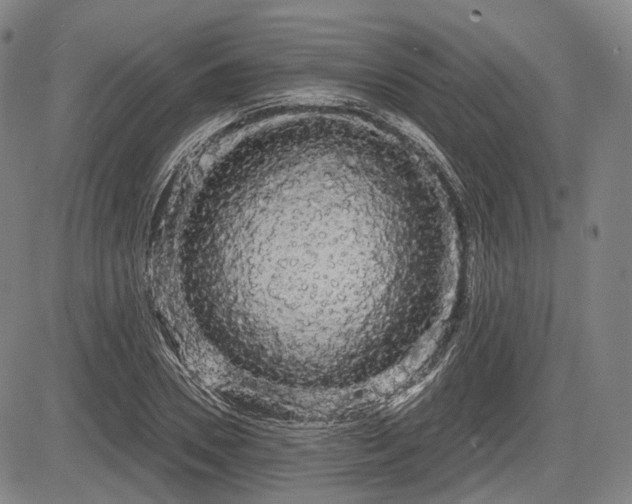 X0000084580930200703021526