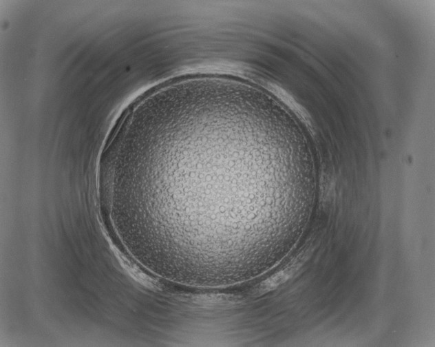 X0000084580988200703021525