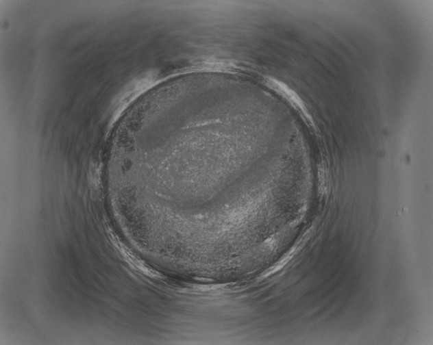 X0000084581260200703021520