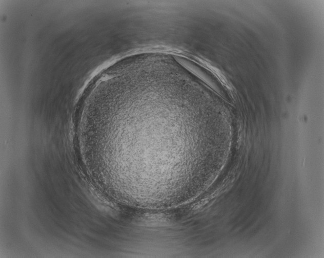 X0000084581264200703021520