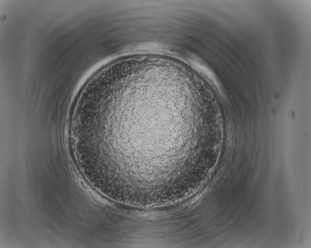 X0000084581288200703021519