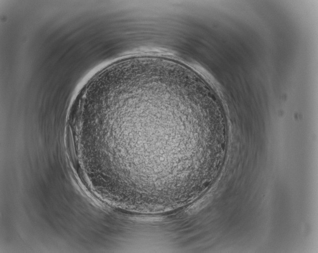 X0000084581296200703021519