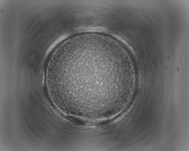 X0000084581317200703021519