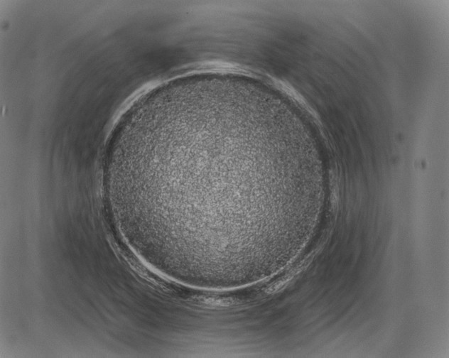 X0000084581318200703021519
