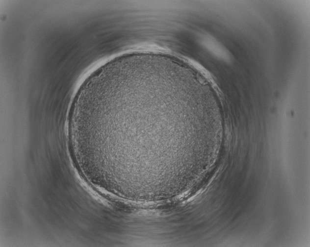 X0000084581335200703021519