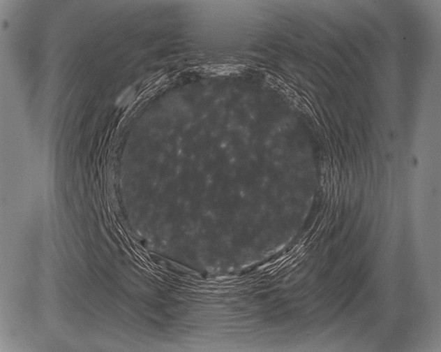 X0000084581393200703021517