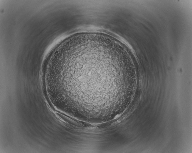 X0000084581464200703021516