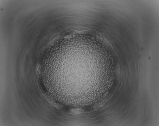 X0000084580079200703091848