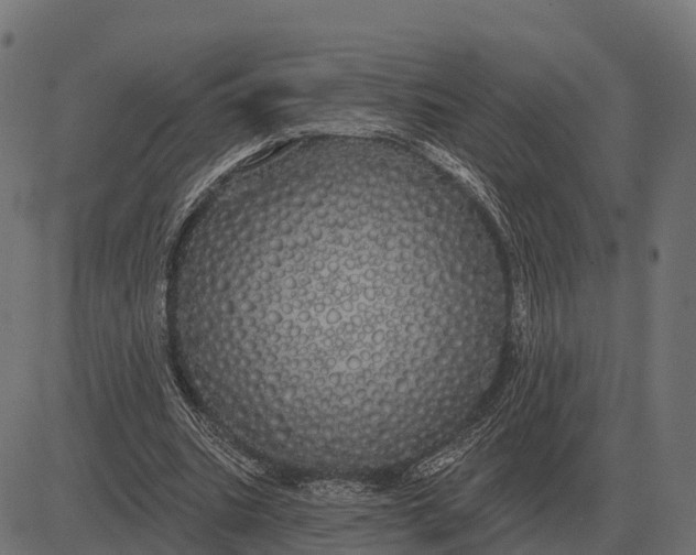 X0000084580535200703091839