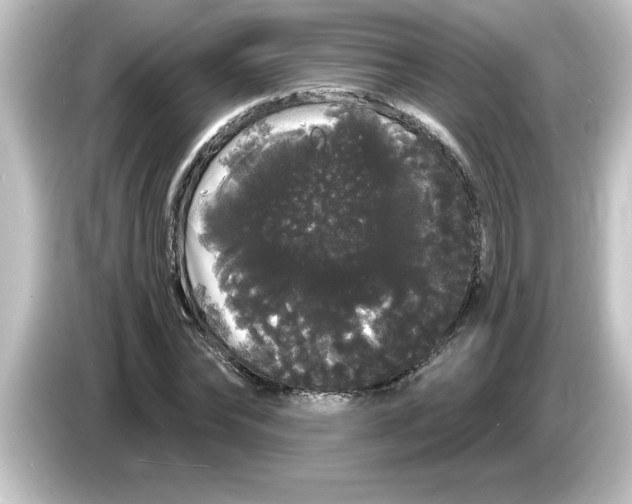 X0000084580878200703161739