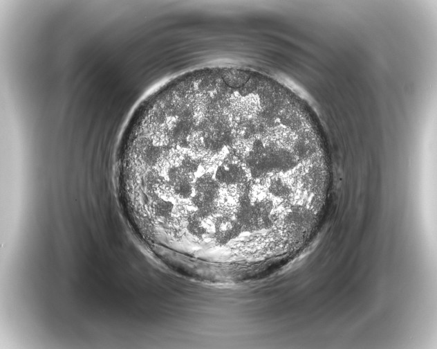 X0000084581029200703161737