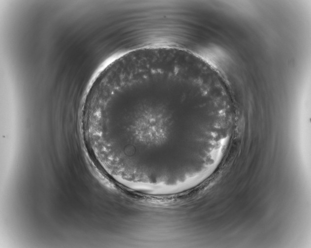 X0000084581086200703161736