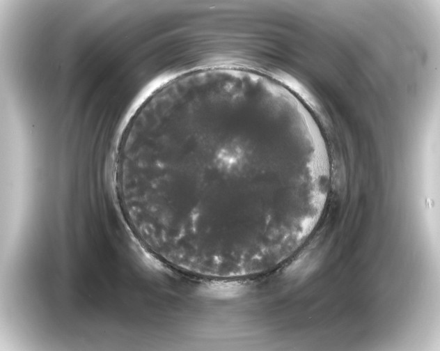 X0000084581094200703161736