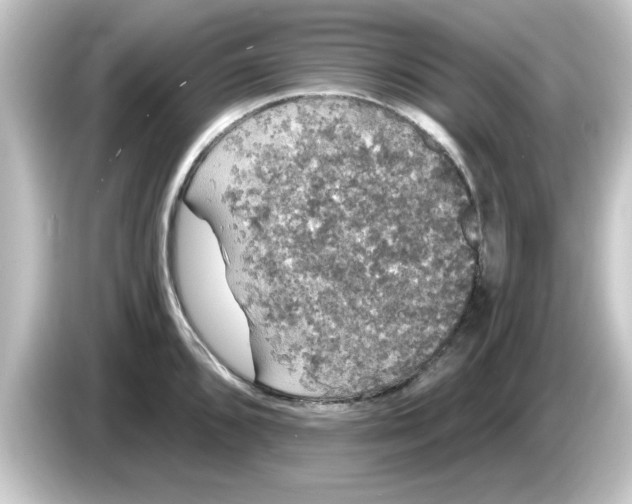 X0000084581096200703161736