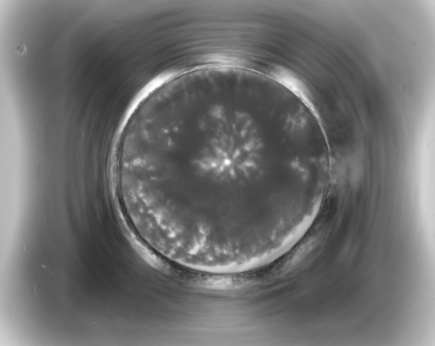 X0000084581098200703161736