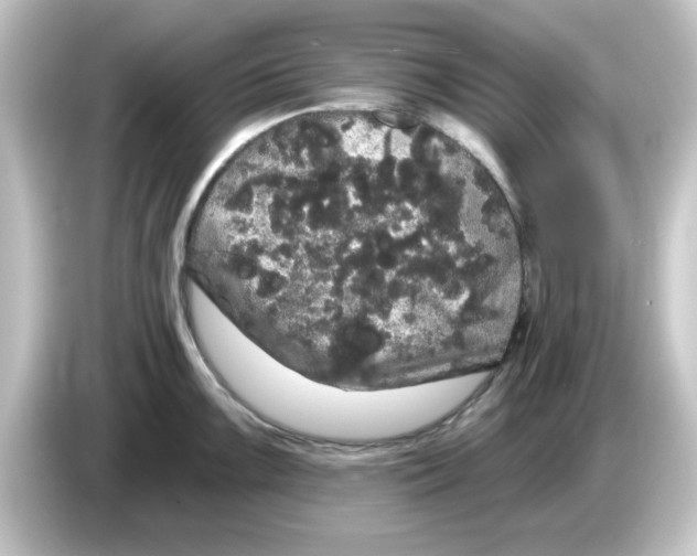 X0000084581099200703161736